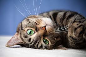CATS